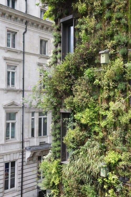 Living Wall | Green Wall and Vertical Garden London | The Athenaeum